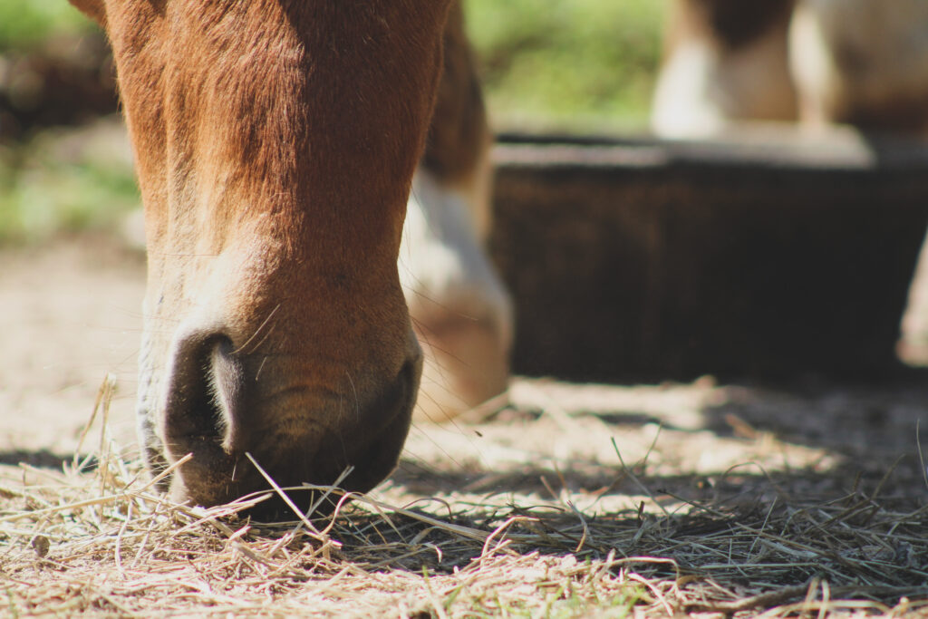 Equine Wellness Education - Horse mineral quality