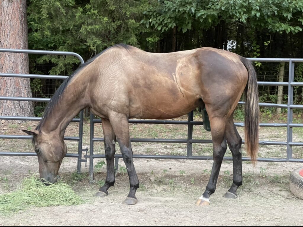 Horse mineral Quality